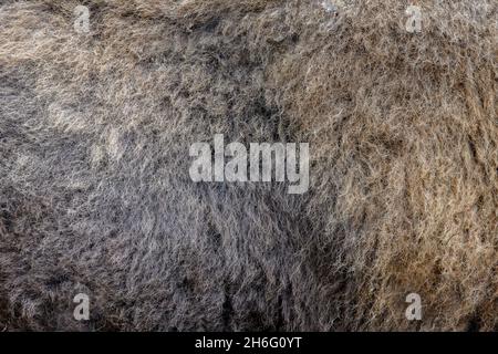 Real fur bison skin texture. Animal print pattern tile background Stock Photo