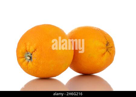 Two organic bright yellow oranges , close-up, isolated on white. Stock Photo