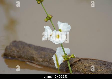 Bulltongue arrowhead, AKA lance-leaf arrowhead, bull tongue, coastal arrowhead, scythefruit arrowhead, (Sagittaria lancifolia) growing along side of s Stock Photo