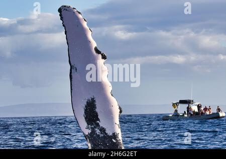 Large humpback whale extending its pectoral fin with a packed whale watch raft in the didtance. Stock Photo