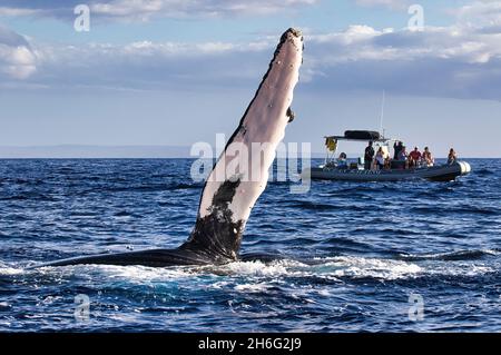 Humpback whale on its side on the surface extending its pectoral fin to a distant whale watcg raft. Stock Photo