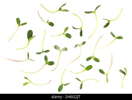 Various micro green sprouts isolated on white. Healthy or vegan food template Stock Photo