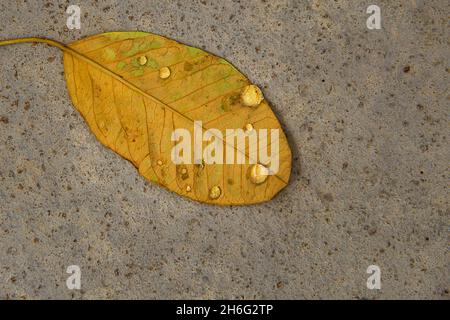A yellow leaf with raindrops on the concrete floor. Stock Photo