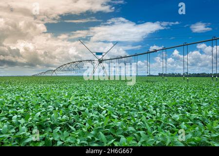 Beautiful view of huge farm soy plantation with central pivot irrigation machine on sunny summer day. Concept of agriculture, environment, soybeans. Stock Photo