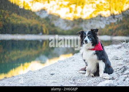Border Collie in front of austria lake Stock Photo