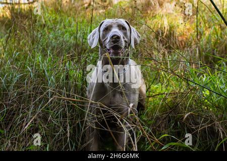 Weimaraner sitting in a green field. Close up view of the head of a hunting dog Happy dog on a sunny day. Stock Photo