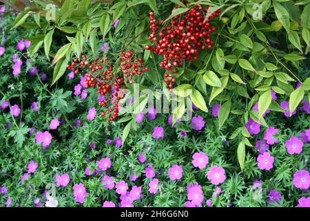 Closeup shot of growing Ardisia crenata berries and Bloody Crane's-bill plants Stock Photo