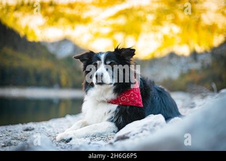 Border Collie in front of austria lake Stock Photo