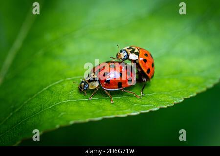 two ladybugs (Coccinellidae, ladybirds, lady beetles) mating on a green leaf Stock Photo