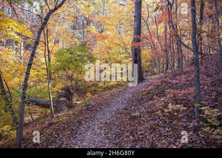 A hiking trail in a nature preserve winds through colorful trees in autumn. Stock Photo