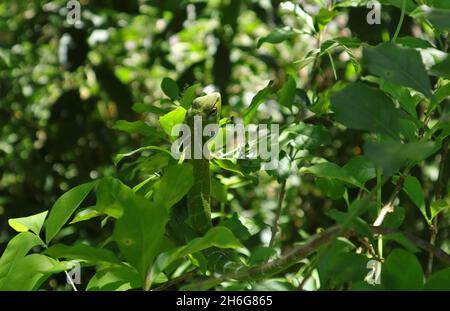 A camouflage green color oriental garden lizard hiding on top of a green branch in the garden Stock Photo