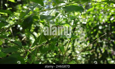 Face of an angry looking oriental garden lizard hiding on top of a branch Stock Photo