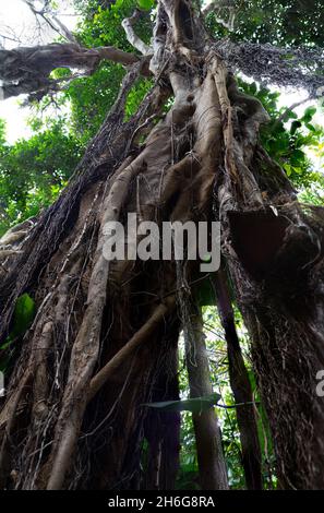 Unusual roots of a tall tropical tree Stock Photo - Alamy