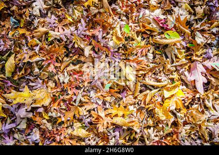 Close-up image of fallen leaves on the ground Stock Photo