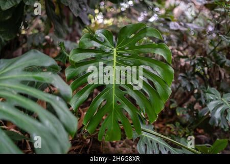 philodendron scandens lemon Philodendron Scandens Lemon Lime Vibrant Brightening – plantandstories
