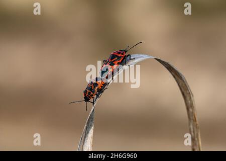 Hemipteros, Insects in their natural environment. Macro photography. Stock Photo