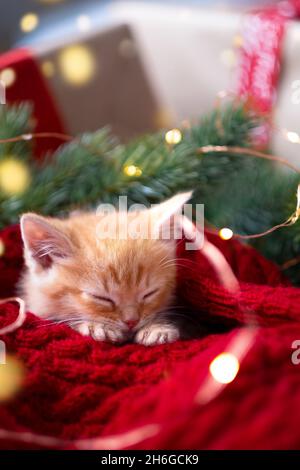 Ginger kitten sleeping with Christmas lights on red. Orange red Cat happy dreams. Holidays and relax Stock Photo