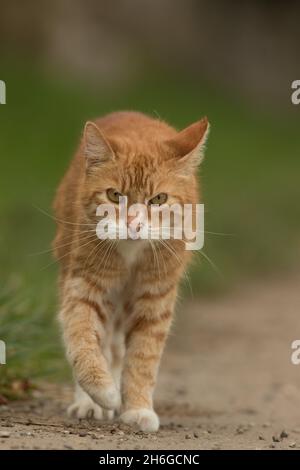 Female Ginger cat walking up the lane on a sunny day in the countryside Derbyshire England UK Stock Photo
