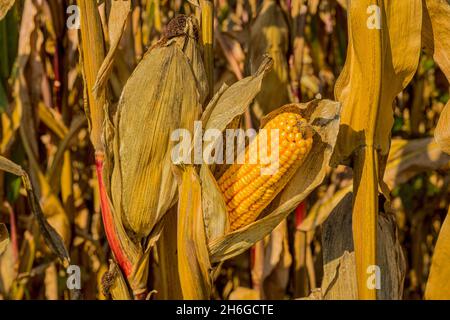 Corn cobs in very dry cornfield Baden Baden Southern Germany Stock Photo