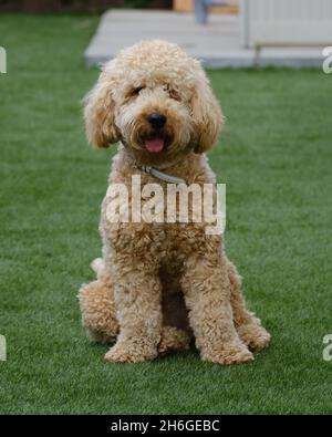 Happy Cockapoo dog in garden Stock Photo