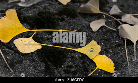 Yellow Ginkgo leaf with a drop of rain Stock Photo
