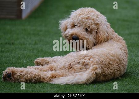 Cockapoo dog in garden Stock Photo