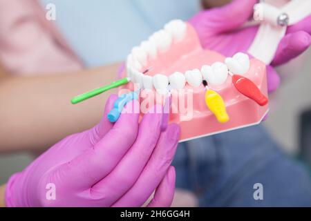 Cropped close up of dentist using interdental toothbrushes on jaw model Stock Photo