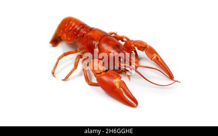 red river crayfish - isolated on white background Stock Photo