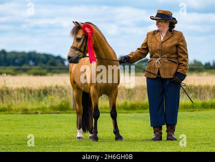 Summer horse show: a proud woman with her horse wearing a first prize rosette, East Lothian, Scotland, UK Stock Photo