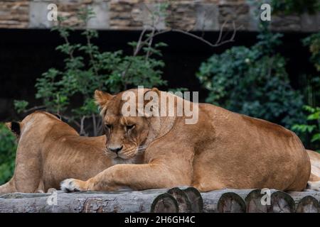 beautiful big lioness animal lies in nature Stock Photo