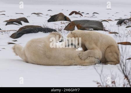 Endangered species, endangered, rare, Stock Photo