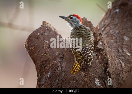 Cardinal Woodpecker - Dendropicos fuscescens red headed african bird, widespread and common resident breeder in much of Sub-Saharan Africa, National p Stock Photo