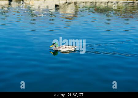 A Mallard duck on a pond in California Stock Photo