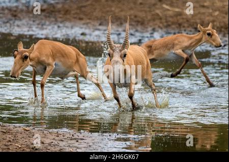 A herd of saigas galloping at a watering place during strong heat and drought. Selective focus. Stock Photo