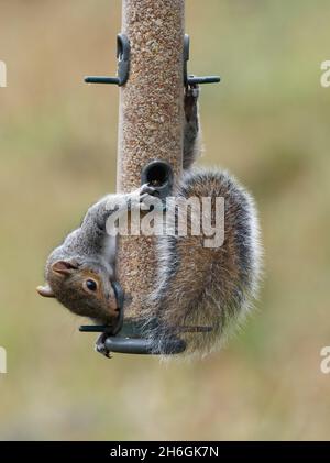 A grey squirrel (Sciurus carolinensis) hanging onto a bird feeder at Potteric Carr Nature Reserve, a Yorkshire Wildlife Trust reserve in Doncaster, So Stock Photo