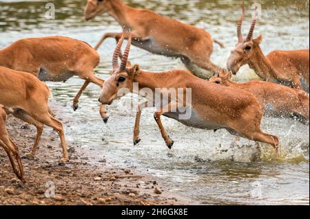 A herd of saigas galloping at a watering place during strong heat and drought. Selective focus. Stock Photo