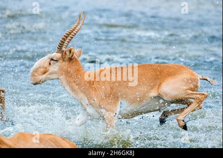 A herd of saigas galloping at a watering place during strong heat and drought. Selective focus. Stock Photo