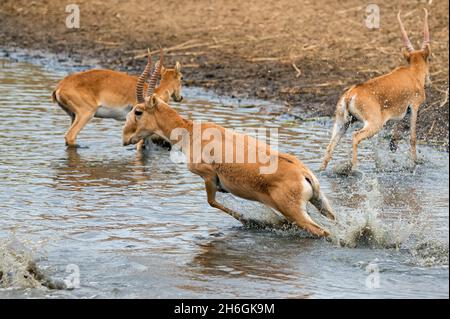 A herd of saigas galloping at a watering place during strong heat and drought. Selective focus. Stock Photo