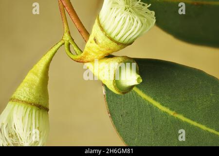 Macro view of eucalyptus buds and leaf Stock Photo