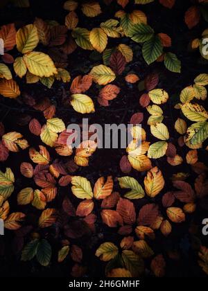 Full frame Autumn background of yellow and orange leaves on the branch of a tree in dark woodland with copy space. Stock Photo