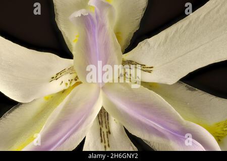 Macro view of Butterfly White Iris (Dietes iridioides) flower Stock Photo