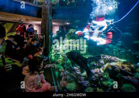 Vancouver, Canada. 15th Nov, 2021. A diver dressed as Santa Claus waves to visitors inside a fish tank during the 'Scuba Claus' event at Vancouver Aquarium in Vancouver, British Columbia, Canada, on Nov. 15, 2021. Credit: Liang Sen/Xinhua/Alamy Live News Stock Photo