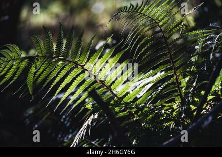 Pollok Park Glasgow Stock Photo