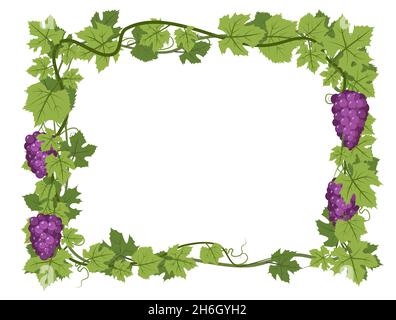 Rectangular Frame. Vine with foliage and bunches of grapes. Viticulture and farming. Branches with berries on a dense bush. Young vineyard. Sweet Stock Vector