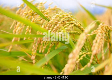 Close-up of the rice ears Stock Photo