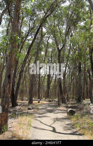 Eucalyptus woodlands trees with path in a park in Adelaide, Australia Stock Photo