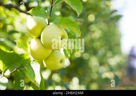 Ripe apples hanging on tree branches in summer garden Stock Photo