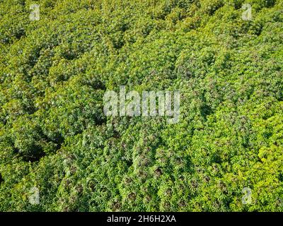 Top view cassava leaves from above of crops in green, Bird's eye view tropical tree plant, Aerial view of the cassava plantation green fields nature a Stock Photo