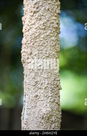 Termite nest, termite wood tree pole on nature Stock Photo