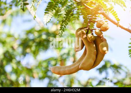 Tamarind tree, ripe tamarind fruit on tree with leaves in summer background, Tamarind plantation agricultural farm orchard tropical garden Stock Photo